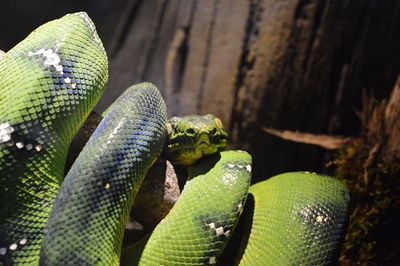 Close-up of green lizard