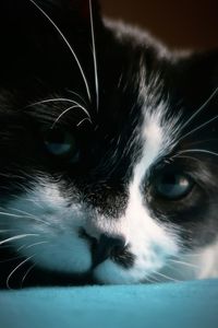 Close-up portrait of a cat