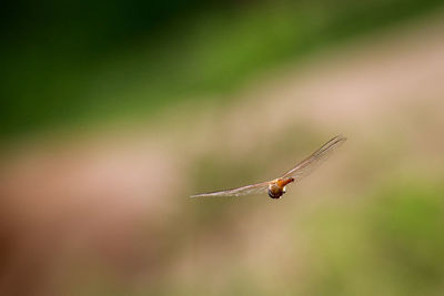 Close-up of insect