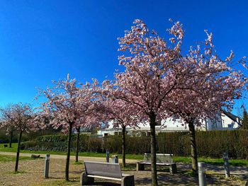 Cherry blossoms in park against blue sky