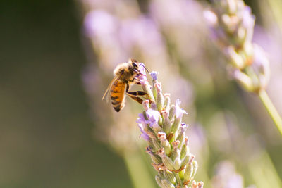 Close-up of insect on purple flower