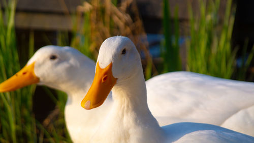 Close-up low level view of aylesbury pekin peking american domestic duck ducks swimming in lake