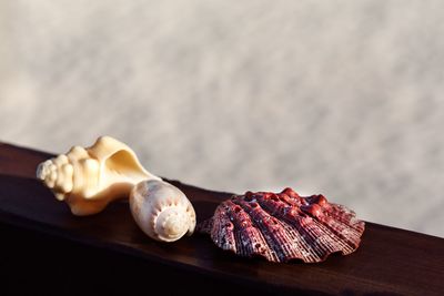 Close-up of seashells on table