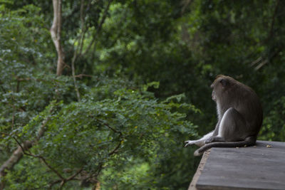 Monkey sitting on tree