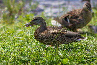 Close-up of mallard duck