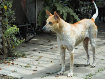 Dog looking away