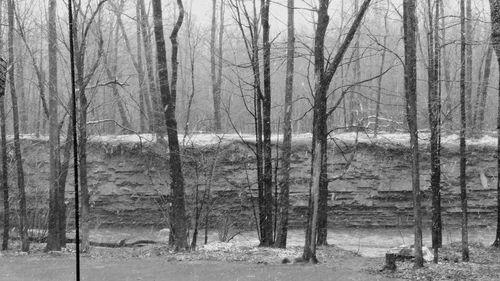 Bare trees in forest during winter