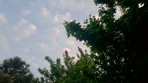 Low angle view of trees against sky