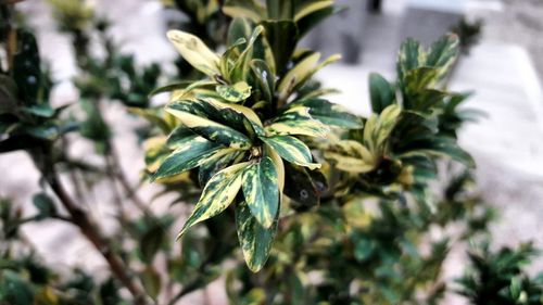 Close-up of fresh green leaves