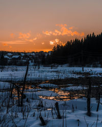 Plants on snow covered field against sky during sunset