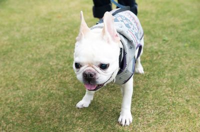 Dog standing on field