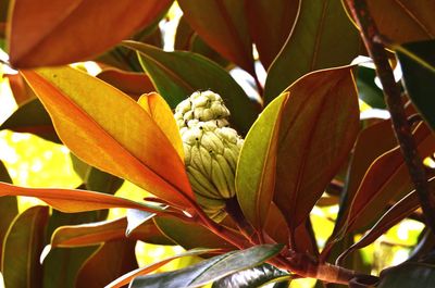 Close-up of flowers blooming outdoors