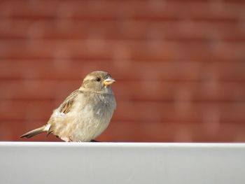 Close-up of bird perching outdoors