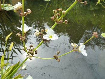 Close-up of flowers growing on tree