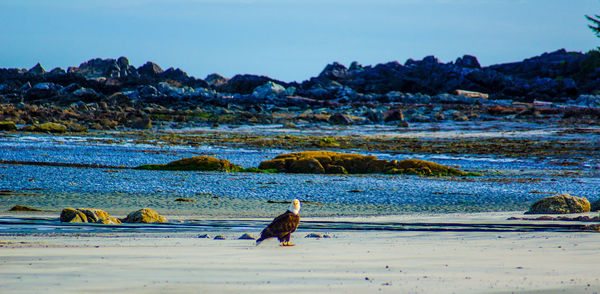 Bald eagle perching on sea shore