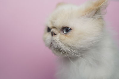 Close-up of a cat looking away