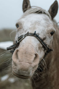 Close-up of horse horse pony eyes snout in haze fog foggy