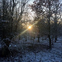 Sun shining through bare trees in forest during sunset