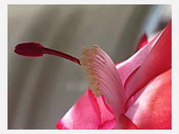 Close-up of pink flowers