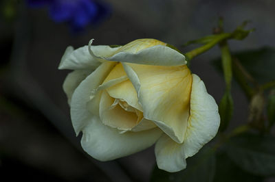 Close-up of rose flower