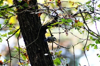 Low angle view of bird perching on tree