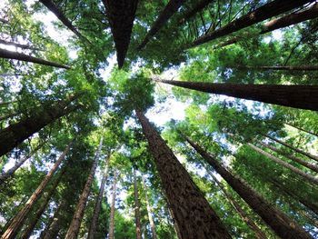 Low angle view of trees in forest