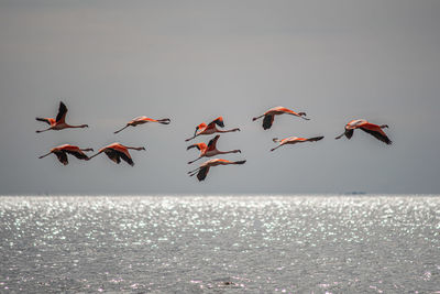 Birds flying over sea against sky