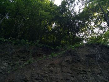 Low angle view of trees in forest