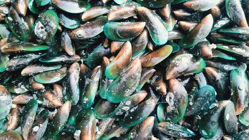 High angle view of fish for sale at market