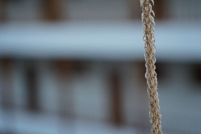 Close-up of ropes tied on rope