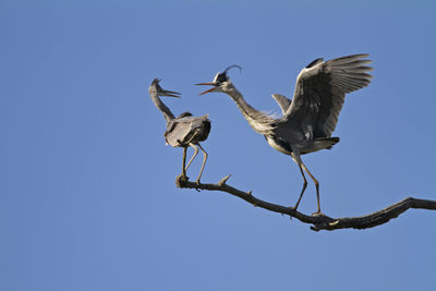 Grey heron fight for a roost on a branch, kopacki rit