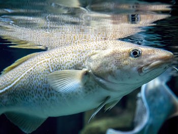 Close-up of fish swimming in sea