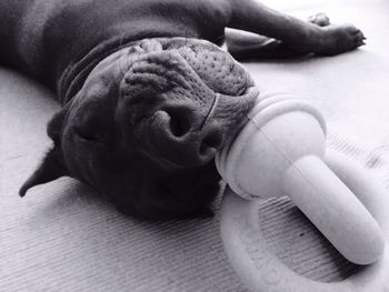 Close-up of dog sleeping