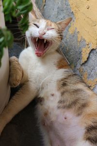 Cat yawning