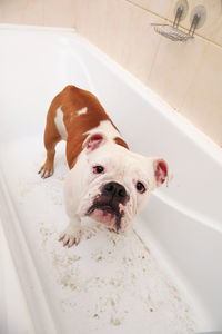 High angle view of dog in bathroom