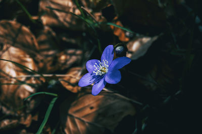 High angle view of purple crocus flower