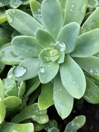 Close-up of water drops on succulent plant