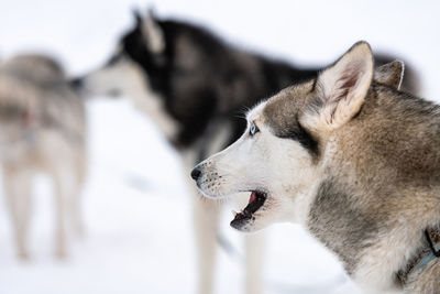 Close-up of dog looking away