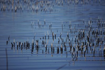 Reflection of trees in water