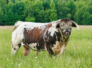 English longhorn bull on a meadow