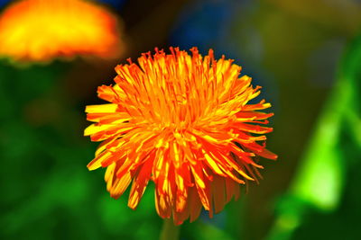 Close-up of orange flower