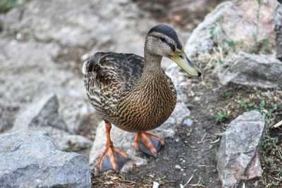 Close-up of duck on field