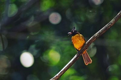 Close-up of bird perching on branch