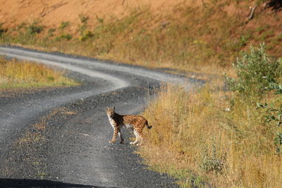 Lynx standing on road