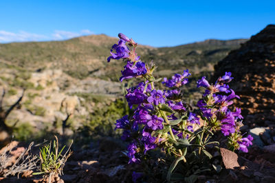 Close-up of purple flowering plant against blue sky