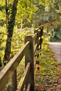 Wooden fence with trees in background