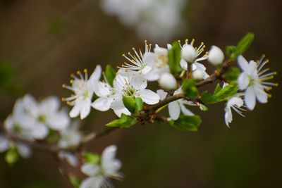 Close-up of white cherry blossom on tree