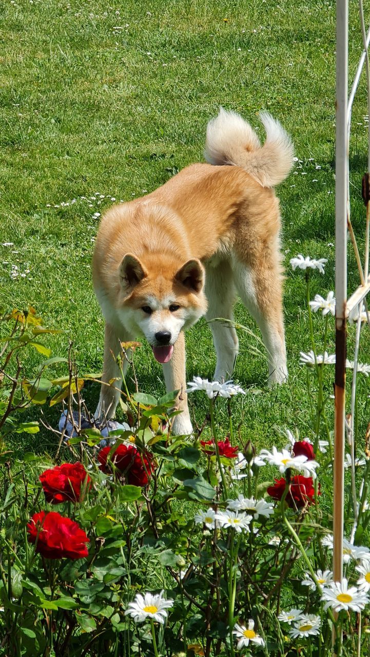 animal themes, animal, mammal, plant, one animal, flower, domestic animals, pet, nature, dog, canine, no people, day, flowering plant, grass, growth, green, outdoors, sunlight