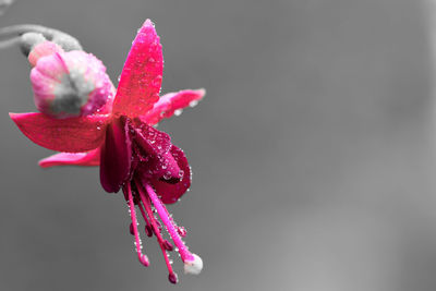 Macro shot of a pink fuchsia flower covered in dew droplets