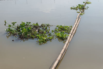 High angle view of plants on lake